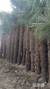 裸干高250厘米棕榈