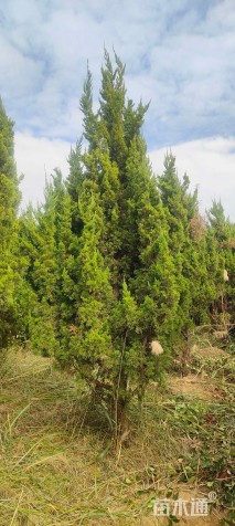 高度400厘米龙柏