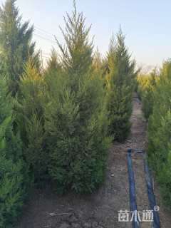 高度200厘米桧柏
