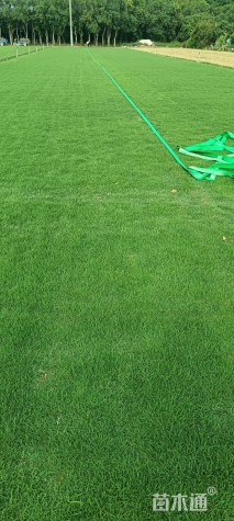 草块状中华结缕草