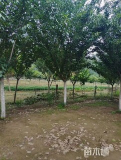 16公分染井吉野樱