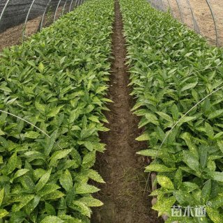 高度70厘米桃叶珊瑚小苗