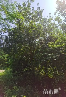 18公分黄花风铃木