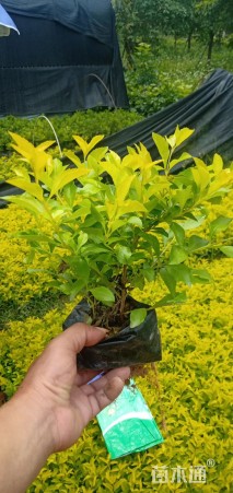 高度20厘米金叶假连翘