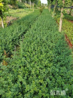 高度40厘米迎春花