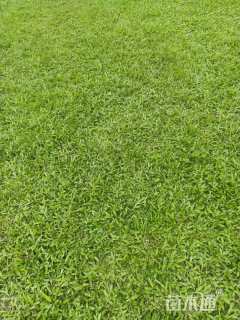 大叶油草