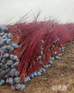 高度60厘米红瑞木