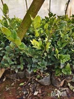 高度35厘米金森女贞