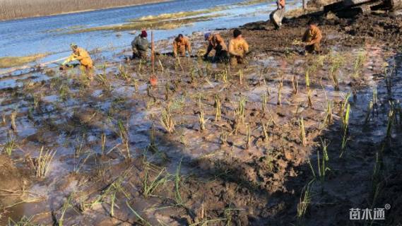 高度20厘米鸢尾