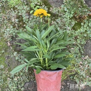 高度20厘米大花金鸡菊