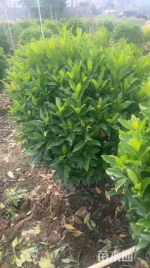 高度1厘米非洲茉莉球