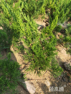 高度40厘米龙柏