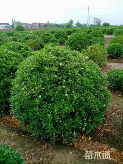 高度120厘米海桐