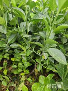 高度70厘米卫矛