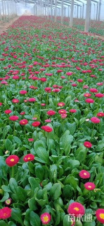 高度20厘米雏菊