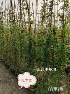 高度180厘米月季