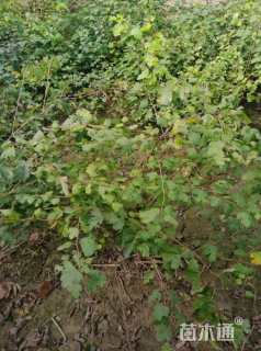 高度80厘米三裂绣线菊