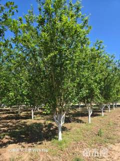 17公分西府海棠