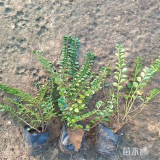 高度45厘米平枝栒子