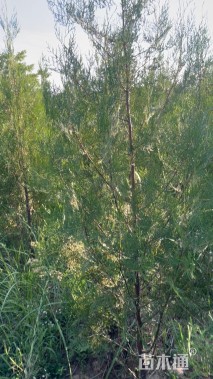 高度180厘米侧柏