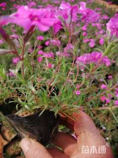 高度15厘米芝樱