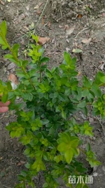 高度30厘米春鹃