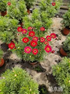 高度20厘米荷兰菊