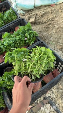 高度15厘米夏堇