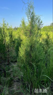 高度170厘米侧柏