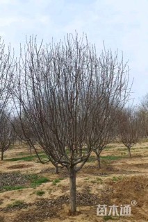 17公分绚丽海棠