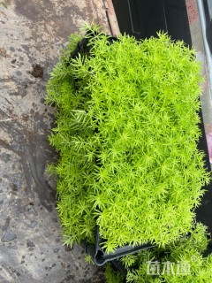 高度10厘米佛甲草