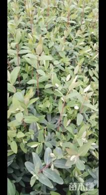 高度20厘米金丝桃