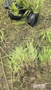 高度30厘米花叶芦竹