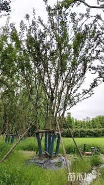 15公分(5杆)丛生朴树