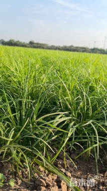 高度30厘米麦冬