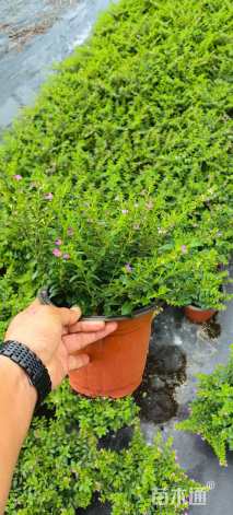 高度25厘米满天星