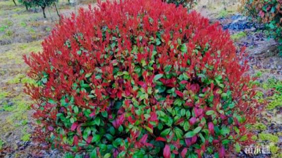 冠幅250厘米红叶石楠球