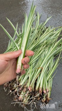 高度60厘米花叶菖蒲