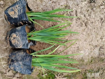 高度15厘米水生鸢尾