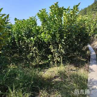 3公分柚子树