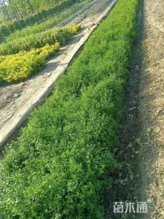 高度35厘米云南黄馨