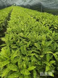 高度30厘米洒金珊瑚