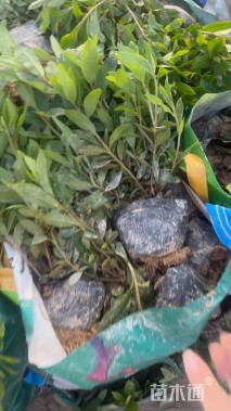 高度35厘米毛鹃