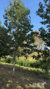 10公分北美枫香