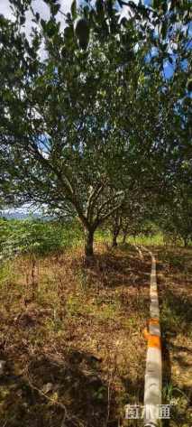 20公分丛生香泡