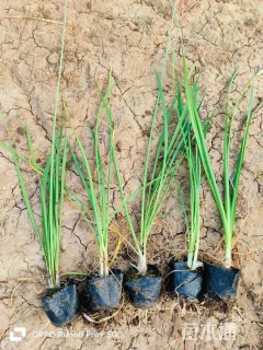 高度45厘米紫娇花