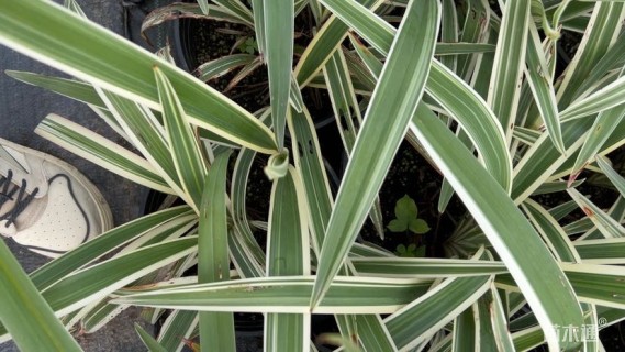 高度30厘米山管兰