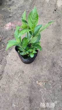 高度20厘米无尽夏绣球