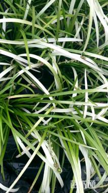 高度30厘米麦冬