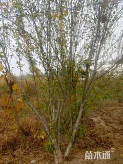 高度270厘米丛生木槿